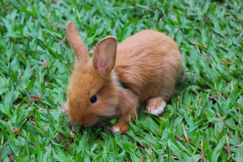 green color, baby, land, field, whisker, nature, day, no people, pet, rodent, animal wildlife, baby rabbit, cute, easter, rabbit - Animal, vertebrate, fur