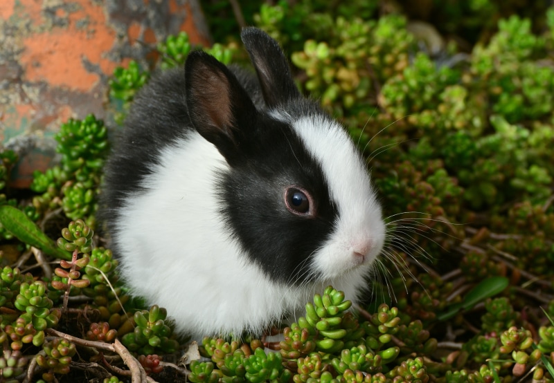 bunny, plant, domestic, day, outdoors, vertebrate, domestic animals, focus on foreground, pets, mammal, pet, nature, animal wildlife, animal, herbivorous