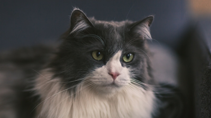 cute, 5K, closeup, looking, cat, photography, animal, pets, mammal, domestic Cat, domestic Animals, fur, tuxedo