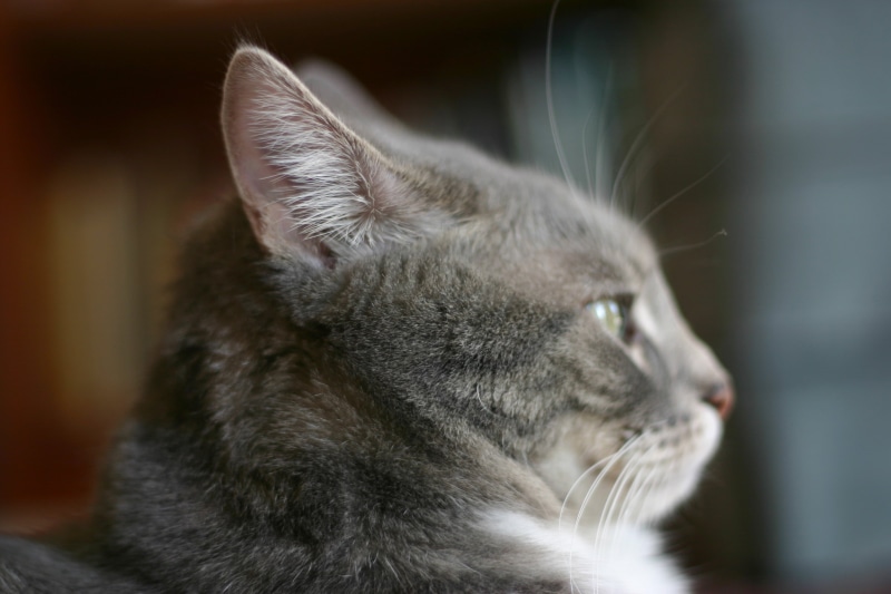 focus, cute, selective focus, I am, 2K, domestic Animals, furry, gray, photography, kitty, fur, domestic Cat, animal, love, cats, ears, cat, fuzzy, selective
