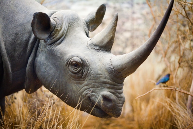 rhinoceros, horned, mammal, Natural History Museum, safari Animals, Southern California, Los Angeles, USA, bluebird, jungle, wildlife, 1080P, selective