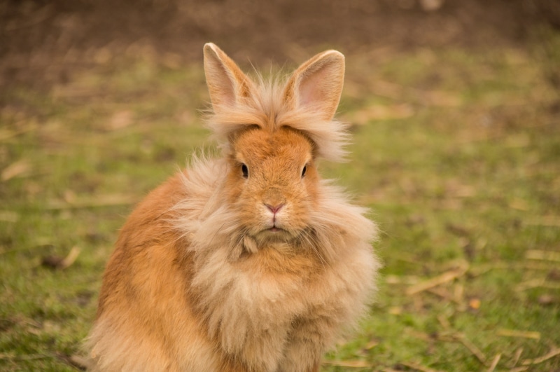rabbit - animal, cute, herbivorous, animal themes, day, hare, field, sweet, whisker, looking at camera, outdoors, spoon, focus on foreground, mammal, nature