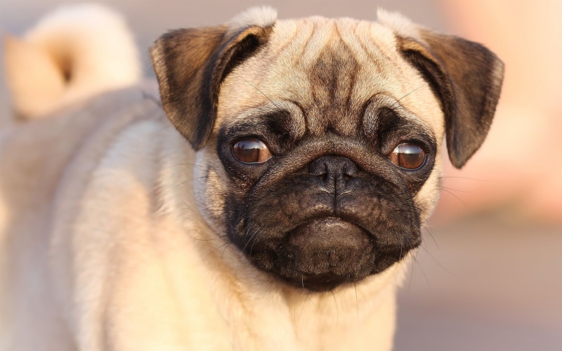 looking at camera, purebred Dog, human Face, no People, lap dog, canine, wrinkled, fawn, 1080P, animal themes, cute, face, adult, puppy, portrait, small