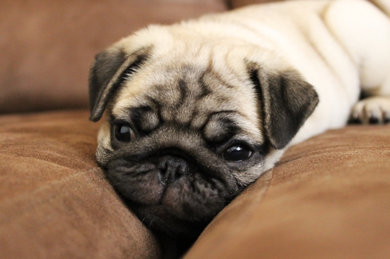 2K, animal head, relaxation, fawn, animal themes, animals, animal, lying down, small, one animal, indoors, dog, domestic, pets, lap dog, pug, no people