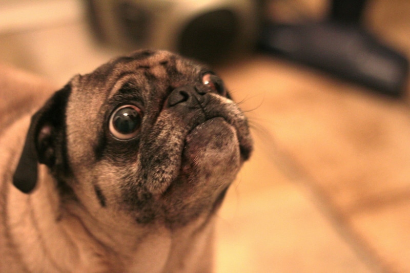 close, close-up, canine, animal, pets, Fawn, purebred Dog, 720P, puppy, photo, Pug  Dog, dog, looking, cute, pug