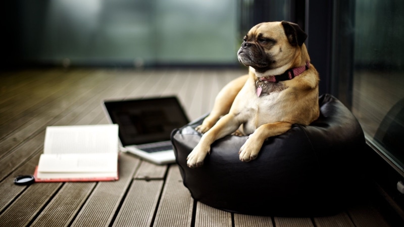 wood, sitting, indoors, books, relaxation, wireless technology, small, mammal, domestic animals, domestic, purebred dog, animals, flooring, pug, 1080P