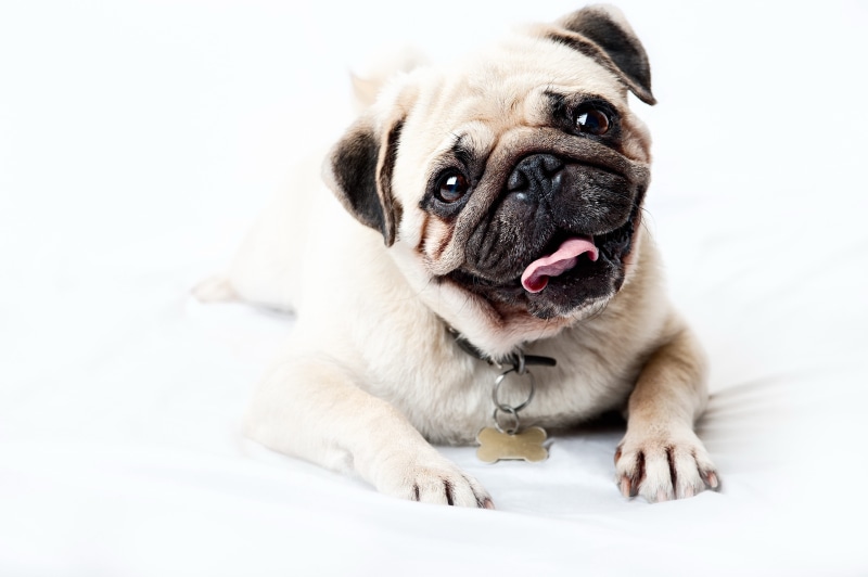 friendship, close-up, wrinkled, vertebrate, brown, cute, small, 4K, one Animal, fawn, indoors, canine, sitting, puppy, looking, happy, bulldog, white