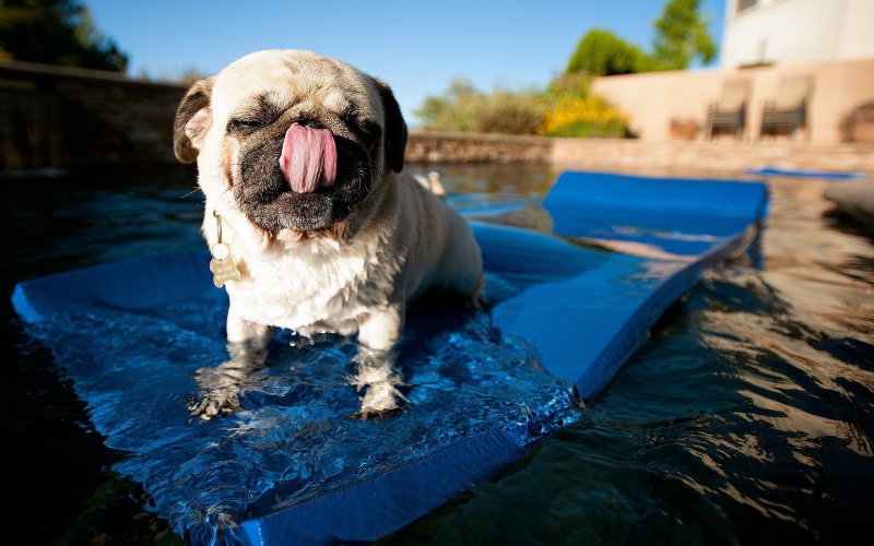 pug, bulldog, facial expression, canine, purebred Dog, day, fawn, puppy, rug, domestic, pool, summer, swim, fun, one animal, mouth open, mammal, animal body part