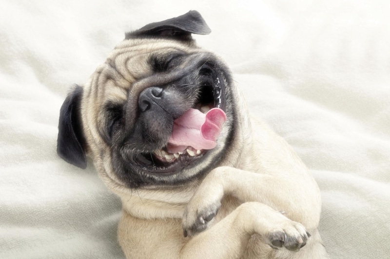 indoors, brown, pets, young Animal, animal themes, friendship, humor, 1080P, bed, purebred Dog, lying Down, fawn, domestic, animal tongue, looking, domestic Animals