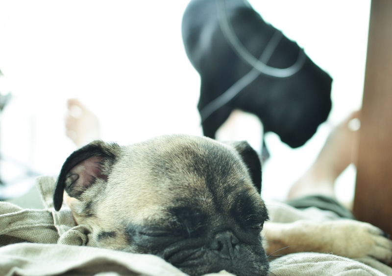 pets, small, 4K, pug, dog, fawn, nikon, animal, lying, cute, puppy, daytime, pug  dog, bed, canine, purebred Dog