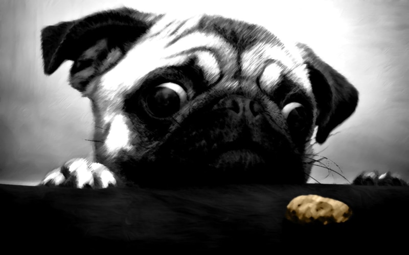 digital art, animal mouth, lap dog, animal themes, animal body part, no people, one animal, pug , animal head, vertebrate, pug, small, close-up, 720P