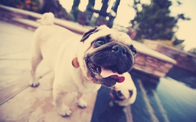 focus on foreground, no people, outdoors, lap dog, domestic, dog, close-up, canine, pets, mouth open, 1080P, animals, sticking out tongue, fawn, purebred dog