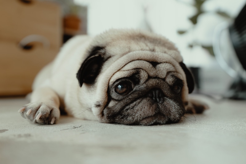 eye, domestic animals, blur, pet, laying, pets, pug, dog, unsplash, puppy, lay, small, bestfriend, mammal, brown, lying down, cutie, canine, fawn, flooring