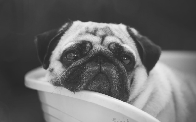 animal eye, innocence, no people, pug, domestic, one animal, mammal, animal, pets, dog, lap dog, portrait, domestic animals, close-up, small, animal themes