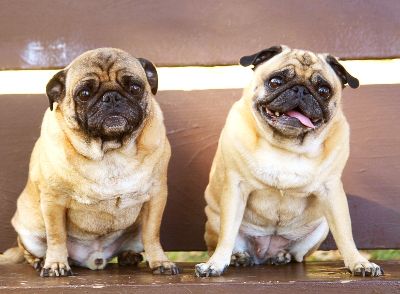 adult, one animal, pugs, two, looking at camera, friend, small, buddies, domestic, pets, 2K, cute, pug, canine, outdoors, portrait, fawn, dog, animal