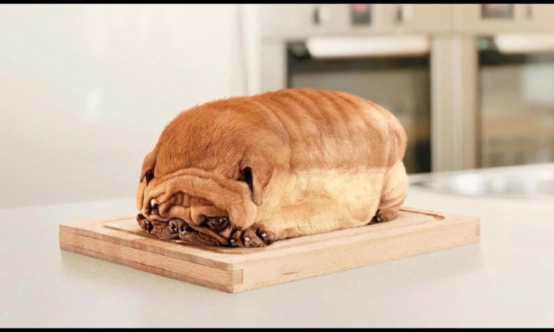 relaxation, bulldog, close-up, canine, auto post production filter, purebred Dog, indoors, pug, brown, animal, fawn, pets, tired, 720P, wrinkled, bread