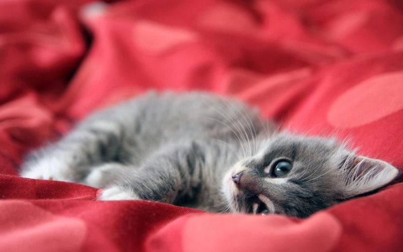 kittens, baby, kitten, cute, grey, adorable, tabby, background, red background, small, 720P, cute baby kittens, red