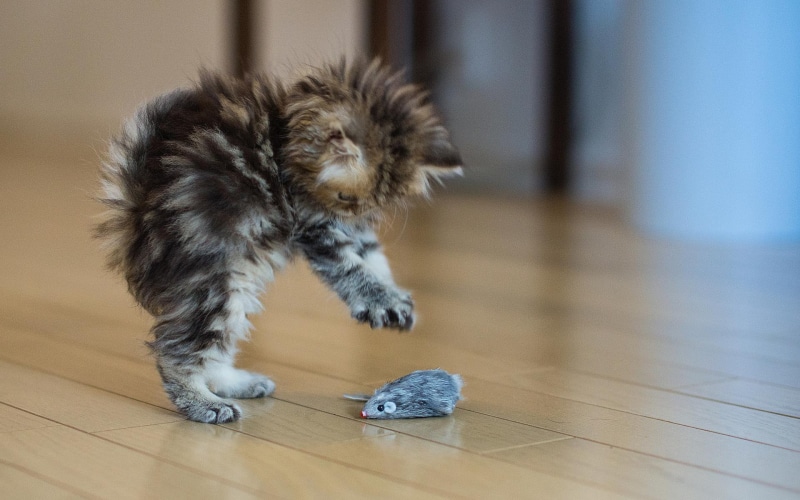 background, cute, animals, mouse, play, 1080P, babies, cats, mice, kitten, hd
