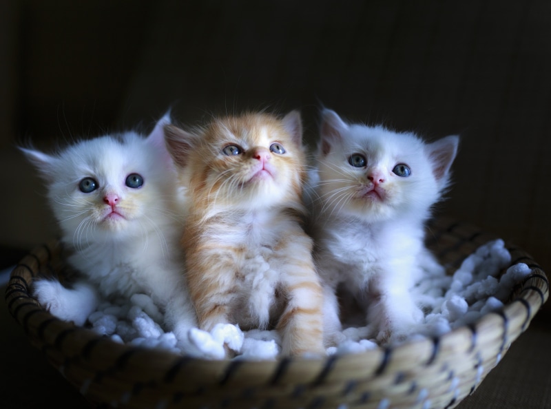Animals, domestic animals, young animal, Cute, Babies, animal family, animal, group of animals, Pets, Basket, cuddly, Sweet, portrait, animal themes, white