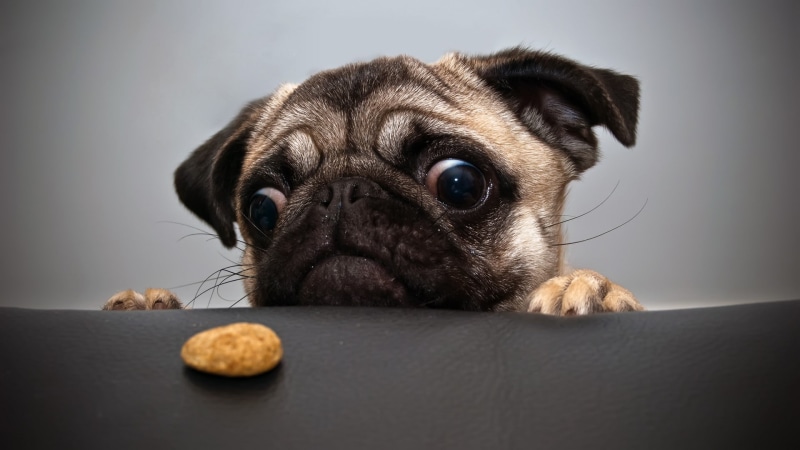 humor, 1080P, dog, animals, pug
