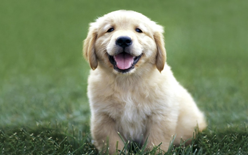 park - Man Made Space, color, meadow, looking at camera, domestic Animals, playful, nature, grass, lying Down, panting, focus on foreground, happiness