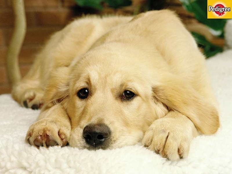 480P, animals, retriever, golden retriever, hd, golden, dogs, dog, thinking, puppy