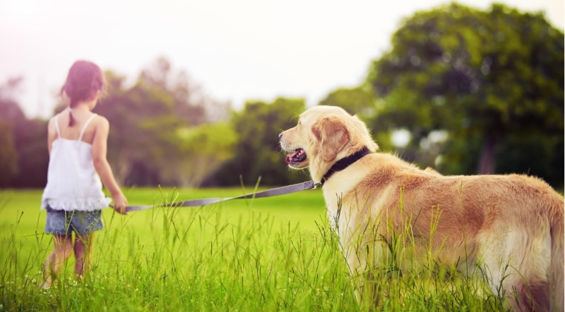 dog, grass, 1080P, animal, canine, one animal, golden, animal themes, adult, field, friendship, girl, retriever, girls, domestic, mammal, pets, innocence