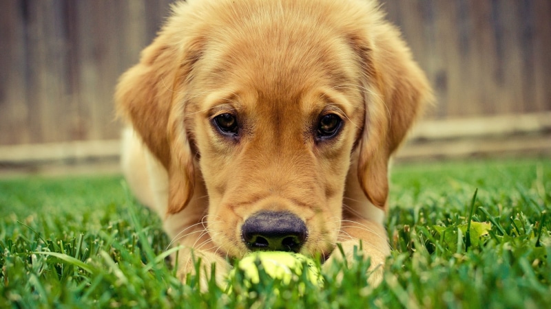 plant, looking at camera, purebred Dog, nature, one animal, mammal, golden Retriever, brown, animal head, lying Down, puppies, green Color, vertebrate
