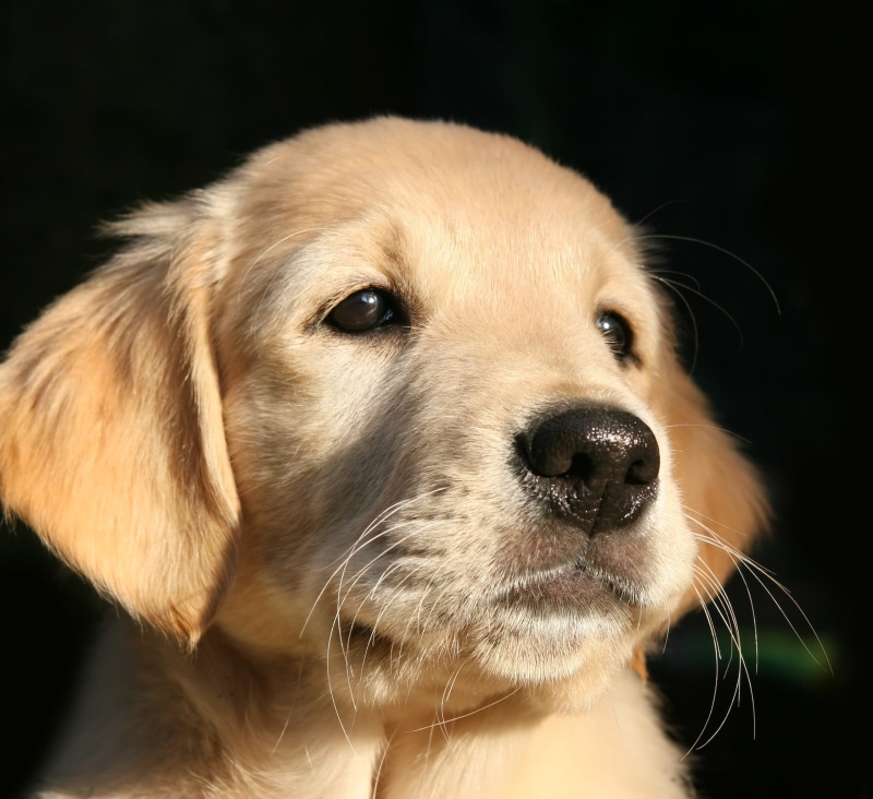 animal nose, close-up, no people, young, animal body part, portrait, dog head, light, retriever, domestic, animal head, animal eye, golden, studio shot