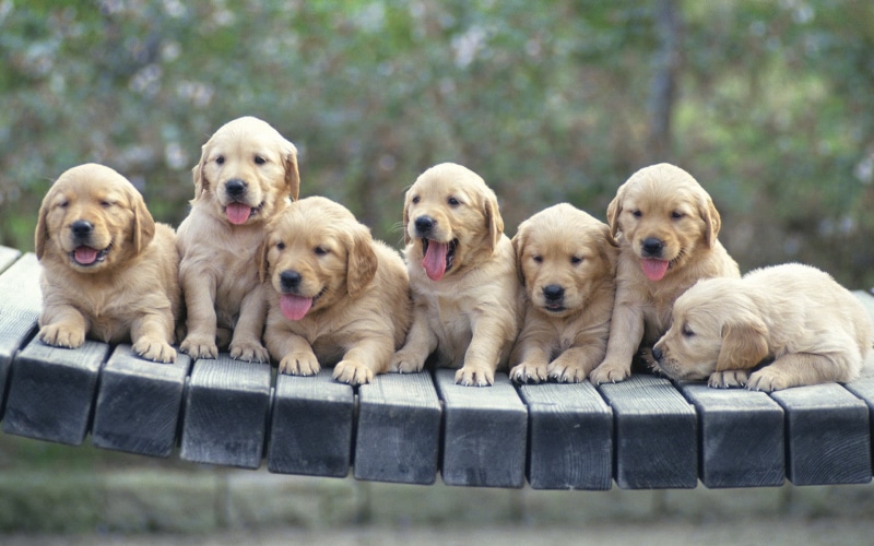 1080P, labrador Retriever, domestic, group of animals, dogs, day, in a row, litter, pets, side by side, animal family, canine, purebred Dog, golden, friendship