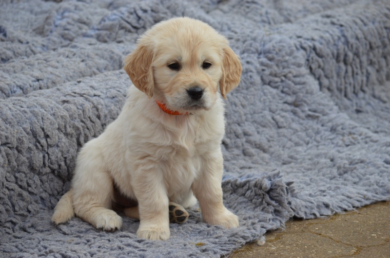 mammal, portrait, Golden Retriever, animals And Pets, domestic, pets, day, vertebrate, retriever, Dog, photo, golden, young, animal, canine, lying Down