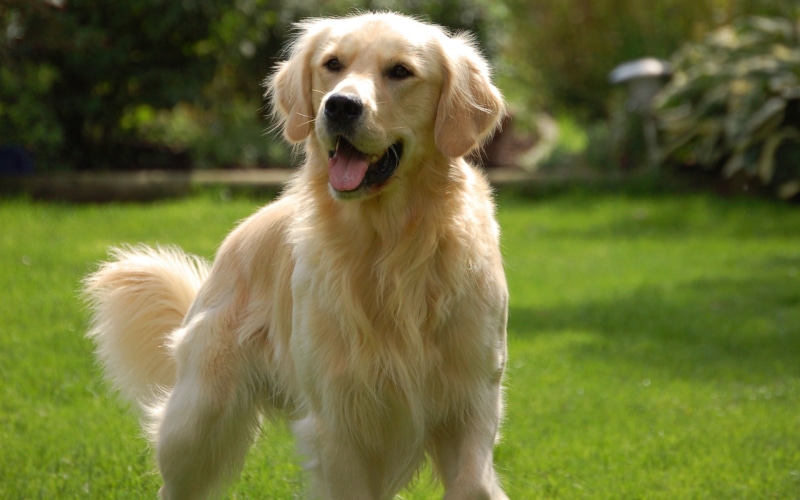 puppy, animals, 1080P, golden, hairy, cute, golden retriever, dog, lovely, photography, retriever