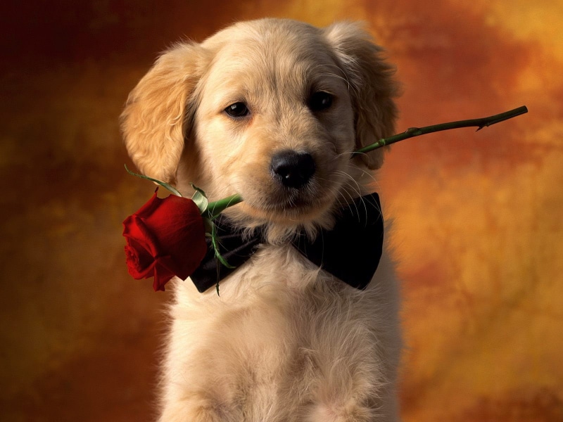 animals And Pets, looking at camera, animal, vertebrate, puppy, rose, no people, humor, small, young Animal, domestic Animals, fun, cute, fur, looking