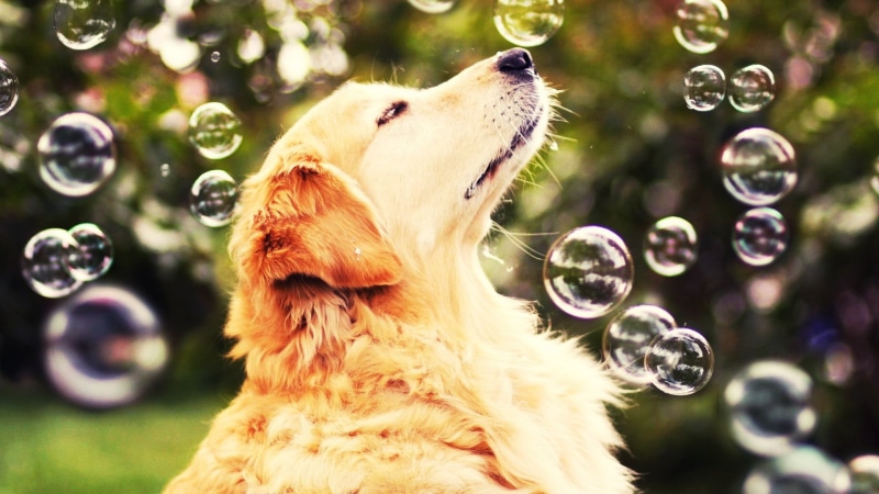 retriever, fragility, canine, vulnerability, day, blowing, bubble Wand, adult, domestic animals, photography, domestic, one animal, dog, focus on foreground