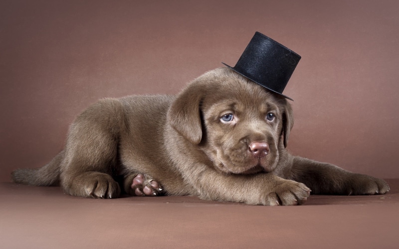 black Color, labrador Retriever, chocolate, mammal, labrador, canine, hat, studio Shot, domestic, sitting, fun, relaxation, looking, cap, puppy, pets, cute