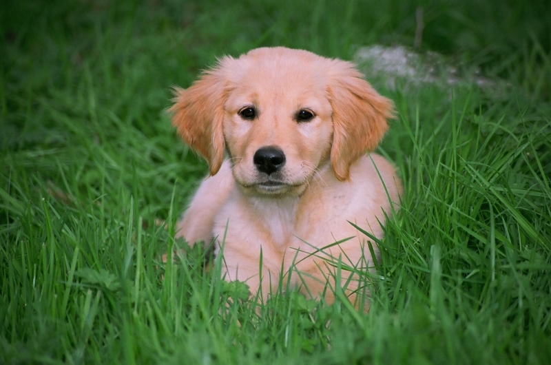 golden, puppy, awwww, 1080P, retriever, grass, nature, puppies, animals, golden retrievers
