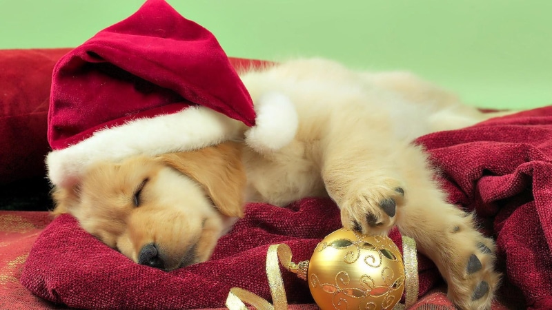 animals, 1080P, ball, cute, retriever, golden, animal, christmas, sleeping, santa claus, santa, puppy, white