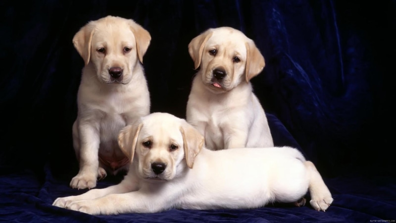 yellow, white, animal, 1080P, dog, puppy, retriever, litter, labrador