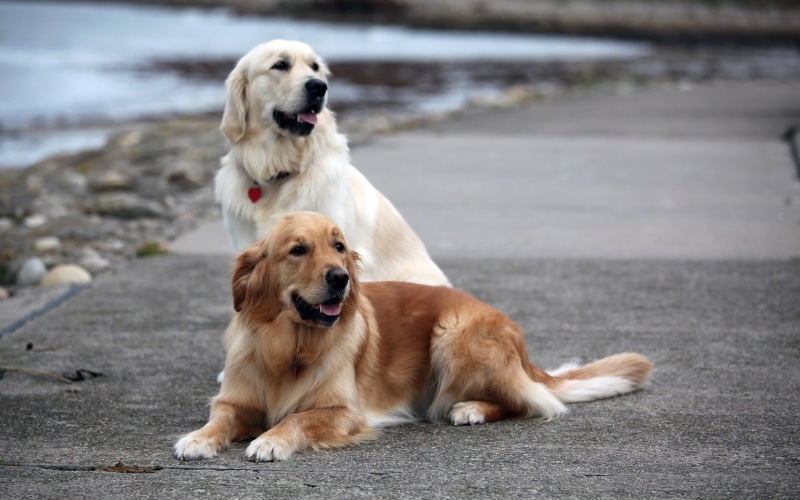 one, golden, 1080P, light, retrievers, golden retrievers, dark, dogs, retriever, animals