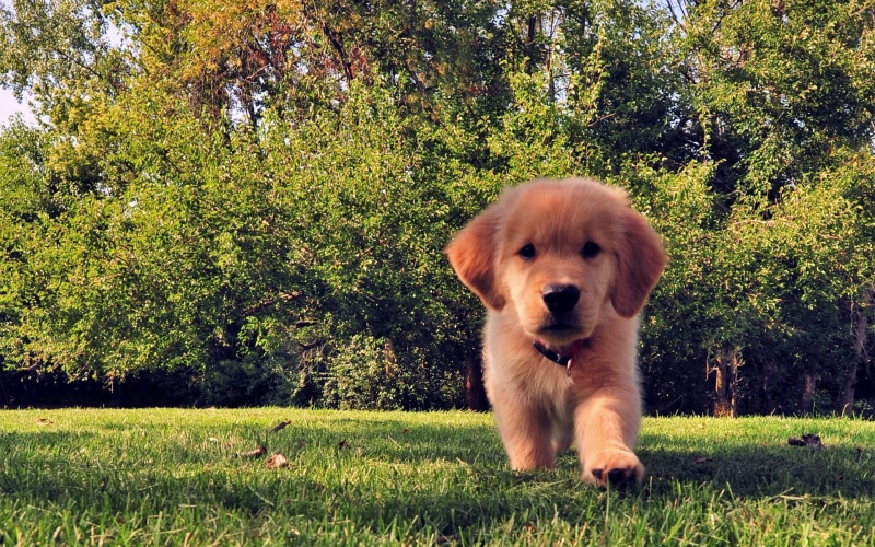 land, growth, dog, no people, portrait, plant, golden, sitting, vertebrate, green color, domestic, animal themes, dark, cute, retriever, friendship, outdoors