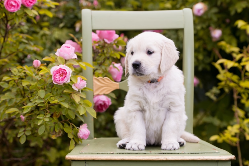 light, roses, puppy, retriever, 4K, flowers, golden, chair, dog