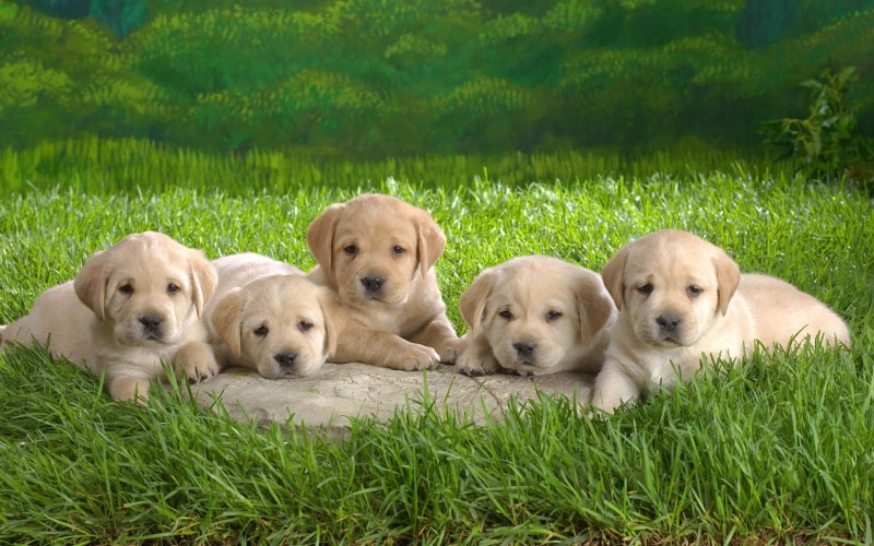 portrait, no people, yellow, cute, group of animals, young Animal, animal themes, animals And Pets, pets, five, domestic Animals, domestic, puppies, looking