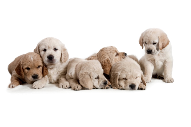 retriever, white background, group of animals, puppies, pets, puppy, no people, vertebrate, animal family, indoors, dog, cubs, yellow, 4K, mammal, togetherness