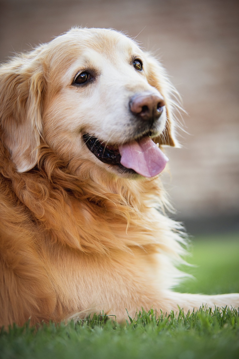 field, profile dog, adult, day, domestic animals, dogs, no people, outdoors, animal, grass, juesgos, plant, panting, land, golden, animal body part, animals