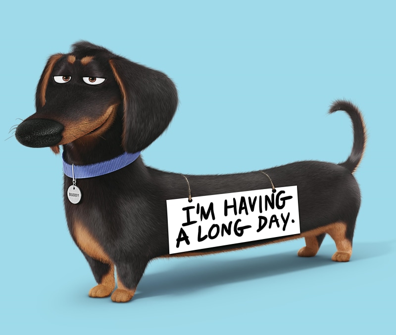 dachshund, profile view, colored background, humor, no people, studio shot, one animal, domestic, mammal, animal themes, text, collar, dog, animated movies