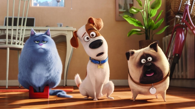 mammal, domestic cat, feline, vertebrate, one animal, 1080P, pets, table, animal themes, Movie, domestic, looking at camera, no people, domestic animals