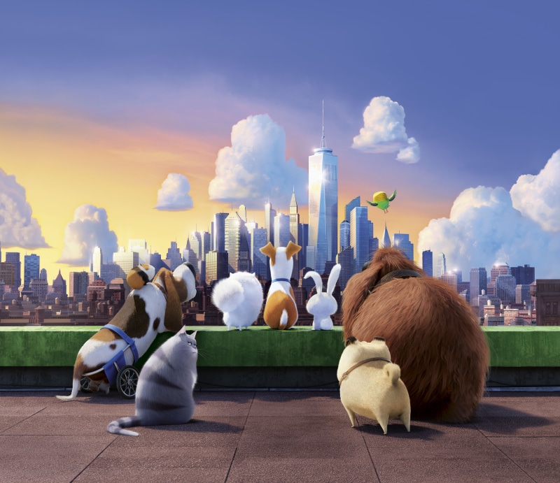 8K, 4K, The Secret Life Of Pets, Animation, 8K