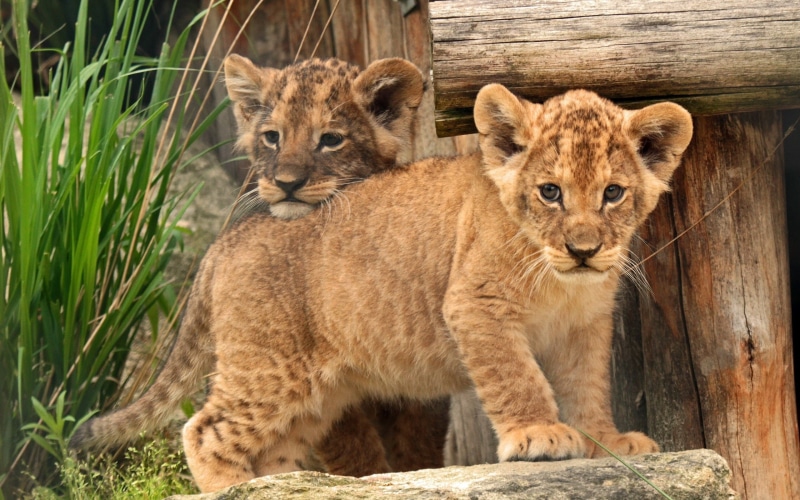 animals In The Wild, animals And Pets, 2K, animal family, nature, animal wildlife, cat, undomesticated Cat, mammal, wildlife, looking, tiger, endangered Species
