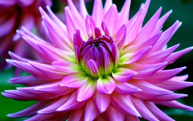 beautiful, hd, laptops, flower, desktop, phones, 2K, dahlia, purple, mobile