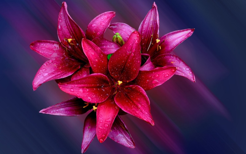 lilly, phones, mobile, flowers, desktop, hd, red, laptops, 2K